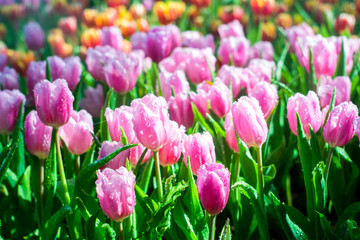 Colorful of tulip flowers and foggy in the garden. - 407014833
