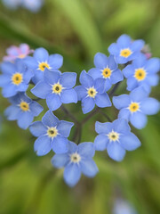 Forget-me-not flower macro. Blooming flowers nature background.