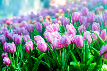 Colorful of tulip flowers and foggy in the garden. - 407015010