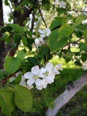 apple tree blossom