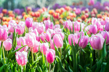 Colorful of tulip flowers and foggy in the garden. - 407015206