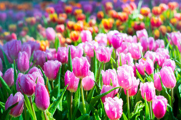 Colorful of tulip flowers and foggy in the garden. - 407015258