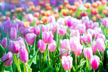Colorful of tulip flowers and foggy in the garden. - 407015298
