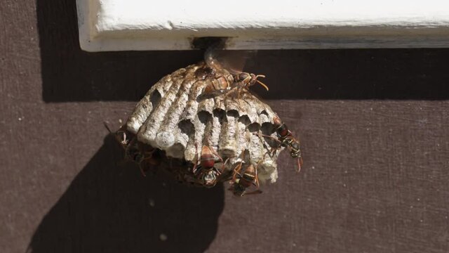Paper wasps building nest with one wasp cooling nest with their wings