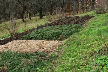 Agricultural plowed field ready for winter before frost covered with needles