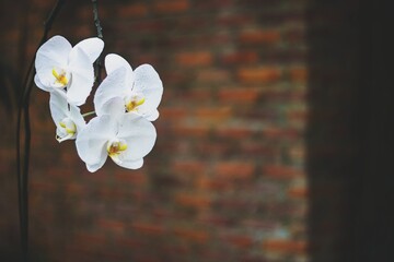 White orchid flower blooming in springtime on orange brick wall background.