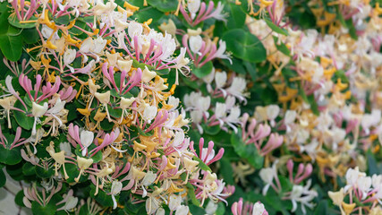 Honeysuckle in garden soft focus. Flowers Lonicera Sempervirens, common names common honeysuckle, European honeysuckle or woodbine. - obrazy, fototapety, plakaty