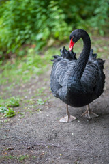 Portrait of the black swan or Cygnus atratus . High quality photo