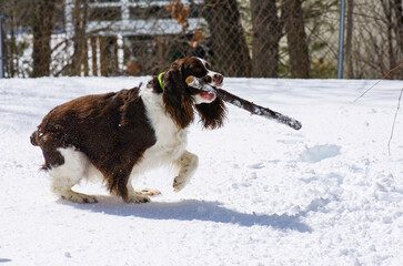 Springer spaniel playiing with stick in the snow