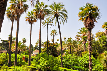 Obraz na płótnie Canvas Seville Alcazar gardens in summer, Spain