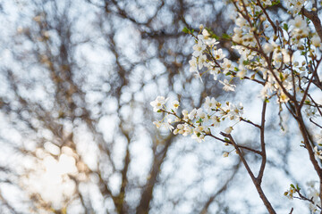 Branch of blossoming cherry tree with white flowers on blue sky background in sun rays light