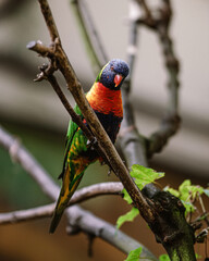 red and green parrot