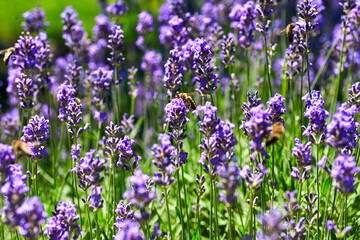 Lavender Flowers Field. Growing and Blooming Lavender