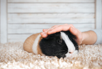 Loving owner stroking guinea pig. Portrait of a cute pet on a woolen and wooden background. Copy...