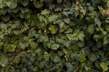 Natural background, foliage texture, leaves of evergreen ivy bush.