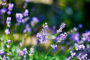 Lavender Flowers Field. Growing and Blooming Lavender