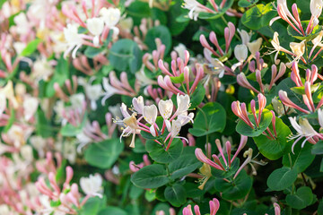 Honeysuckle in garden soft focus. Flowers Lonicera Sempervirens, common names common honeysuckle,...