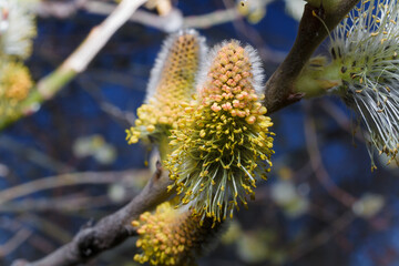 Tree branch with buds and pollen. Macro shot on blurry background. Spring blossom, allergy concept.