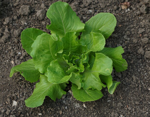 green salad on a field