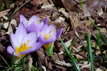 close up of purple spring crocus flowers in bark chips