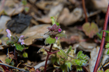 Macro shot of spring wild plant with small purple flowers.