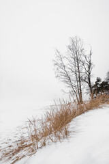 tree on the shore of a snowy lake in winter in the style of Minimalism on the shore of the Gulf of Finland in St. Petersburg