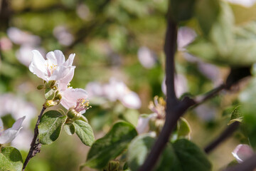Soft focused close up shot of blossoming apple tree with tender pink flowers in springtime. Orchard in bloom on blurry background.