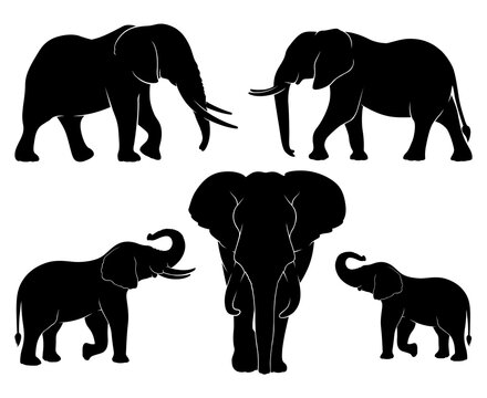 Elephant family. Set of silhouettes of elephants. Vector illustration on white background