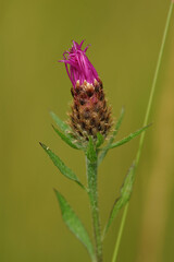 Close up of a half opened flower of the brown or brownray knapweed, Centaurea jacea