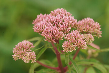 Close up of the flower of hemp-agrimony or holy rope, Eupatorium cannabinum