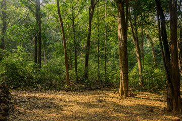 Obraz premium Panoramic view of beautiful and dense lush green forest in Kumta of Karnataka, India
