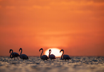Silhouette of Greater Flamingos and beautiful sunrise at Asker coast of Bahrain