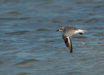 Grey plover in flight at Eker creek, Bahrain