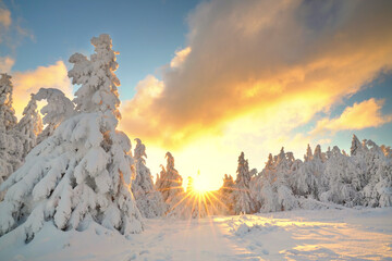 Sonnenstrahlen im Winterwald