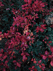 red and green leaves