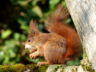 Naklejka na ściany i meble Red squirrel (sciurus) on a tree in the park