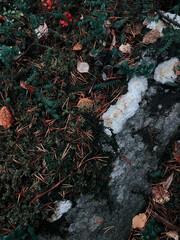 autumn leaves on the ground