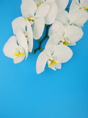 White orchid flowers on a blue background. Floral design. Top view, copy space, flat lay.	
