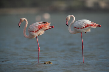 Greater Flamingos resting at Eker creek in the morning, Bahrain
