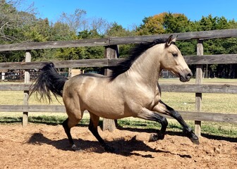 Horse Buckskin Stallion Andalusian Quarter Horse Running Galloping in Arena Sand Dirt Round Pen...