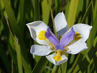 Close up of the wonderful blue and white large wild iris or fairy iris, in latin Dietes grandiflora
