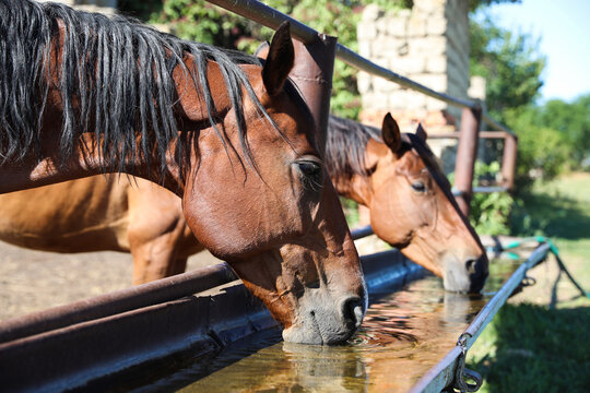 Chestnut horses drinking water outdoors on sunny day. Beautiful pet