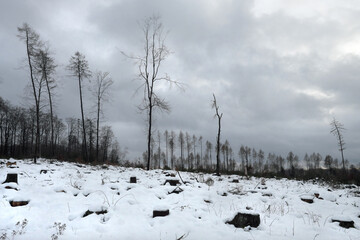 Tristes Winterfoto von gerodetem Wald mit Baumstümpfen und einzelnen kahlen Bäumen im Winter mit...