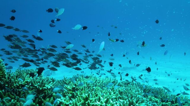 珊瑚と熱帯魚