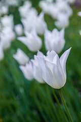 Delightful and charming white tulips. Alley of snow-white tulips. Spring decoration in the park, garden. Beautiful spring flowers