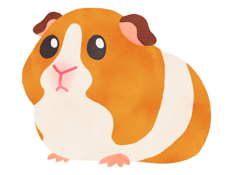 584 Best モルモット Images Stock Photos Vectors Adobe Stock 584 Best モルモット Images Stock Photos Vectors Adobe Stock