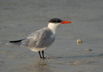Closeup of a Caspian tern at Busaiteen coast, Bahrain