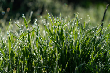 Close up of grass leaves with dew drops in morning sun
