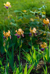 In spring, irises bloom on the flowerbed. Iris the bearded Loreley is purple-yellow. Flowers for the spring garden