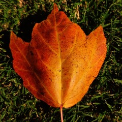autumn leaves on the ground